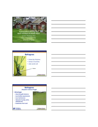 Bahiagrass  Grows by rhizomes  Grows in bunches  Likes acidic soil  rhizome  Bahiagrass (