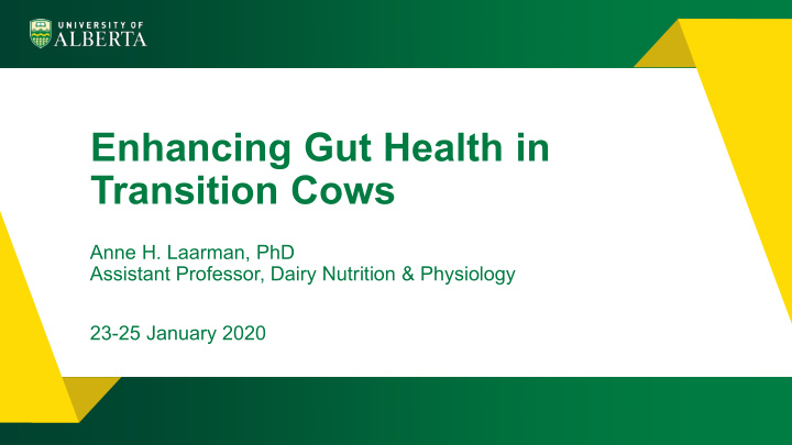 enhancing gut health in transition cows
