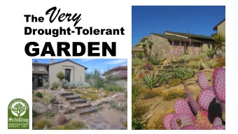 Very  The  Drought-Tolerant  GARDEN  Trees  ees  Silver Leafed Texas Mountain Laurel Sophora