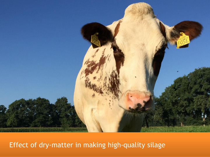 effect of dry matter in making high quality silage max