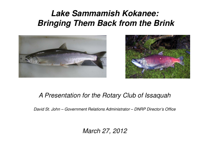 lake sammamish kokanee bringing them back from the brink