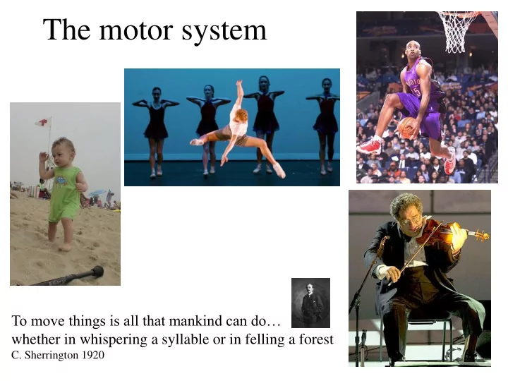 the motor system