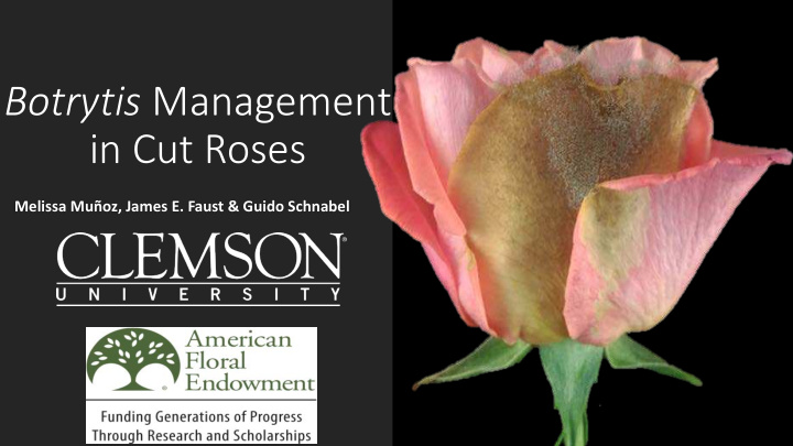 botrytis management in cut roses