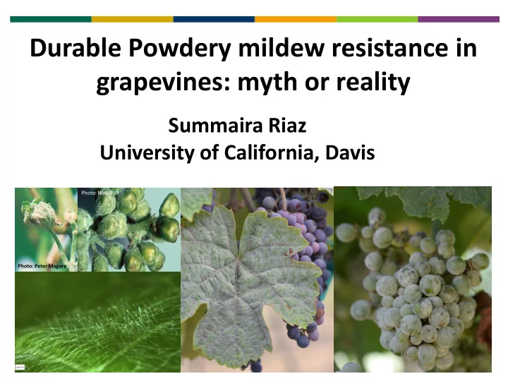 durable powdery mildew resistance in grapevines myth or