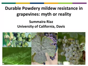 Durable Powdery mildew resistance in grapevines: myth or reality  Summaira Riaz  University of