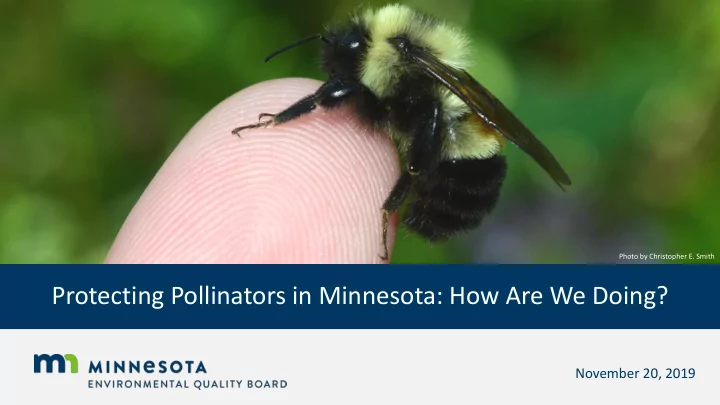 protecting pollinators in minnesota how are we doing
