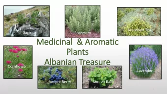 Pla  lants  Alb  lbanian Treasure  Cornflower  Lavender  Lemon Balm  Juniper Berry  1  Sage  Thyme