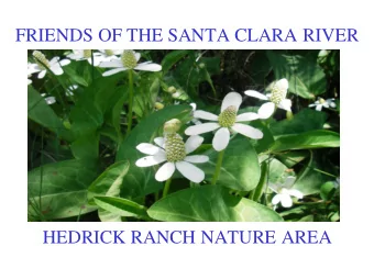 FRIENDS OF THE SANTA CLARA RIVER  HEDRICK RANCH NATURE AREA  Arundo  Removal  Equipment  Gathering