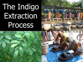 The Indigo  Extraction  Process  The indigo  plant growing  in the field  Indigo extraction site