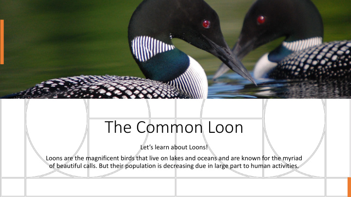 the common loon