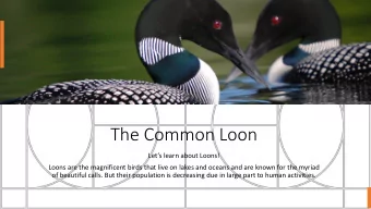 The Common Loon  Lets learn about Loons!  Loons are the magnificent birds that live on lakes and