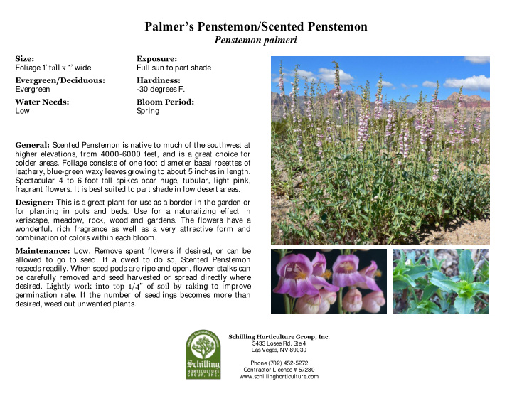 palmer s penstemon scented penstemon