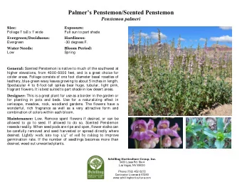 Palmers Penstemon/Scented Penstemon  Penstemon palmeri  Size:  Exposure: Foliage 1  tall x 1