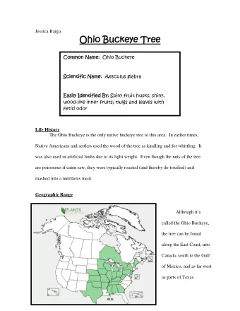 Ohio B  Buck  ckeye T  eye Tre  ree  Commo  mmon Name  Name:  Ohio Buckeye  Scienti  tifi  fic Name