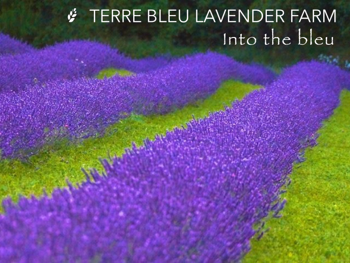 terre bleu lavender farm