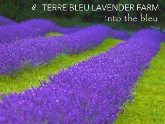 TERRE BLEU LAVENDER FARM  Into the bleu  local handmade  100 % Terre Bleu  lavender products