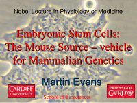 embryonic stem cells embryonic stem cells the mouse