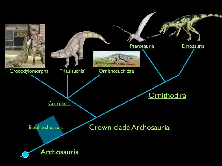 ornithodira