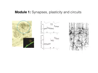 Module 1: Synapses, plasticity and circuits  The synapse: transfer of information  1 ms  The