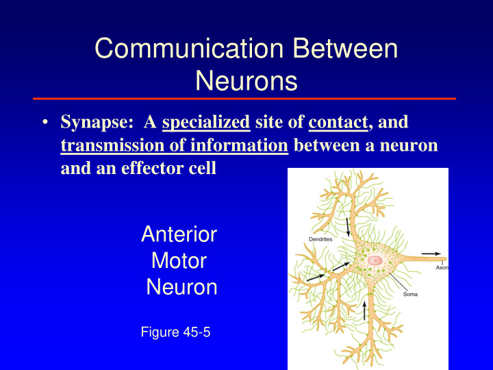 communication between neurons