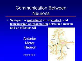 Communication Between  Neurons  Synapse:  A specialized site of contact, and  transmission of