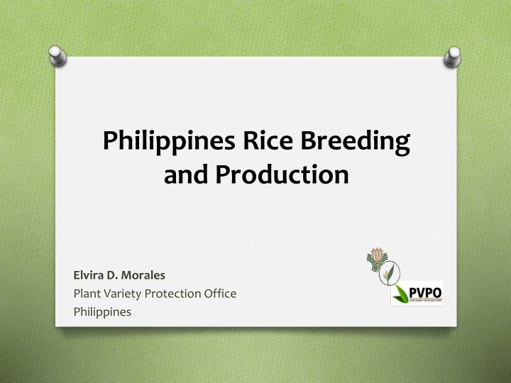 philippines rice breeding and production