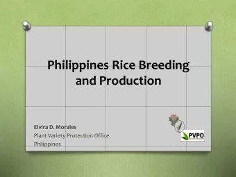 Philippines Rice Breeding  and Production  Elvira D. Morales  Plant Variety Protection Office