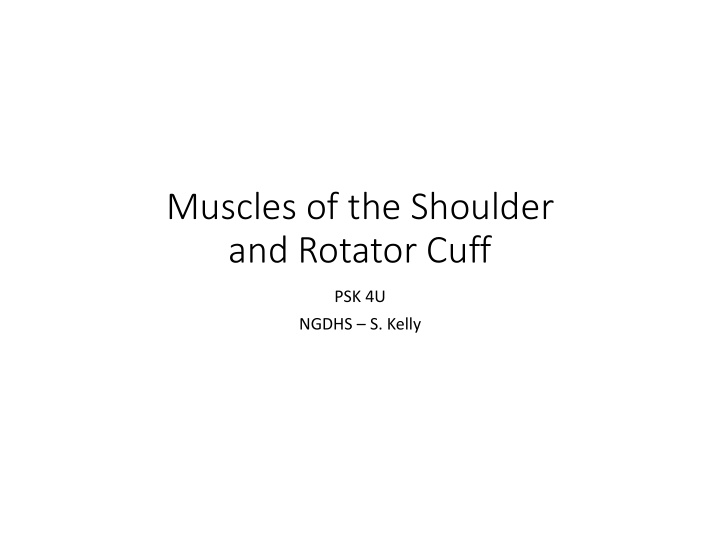 muscles of the shoulder and rotator cuff