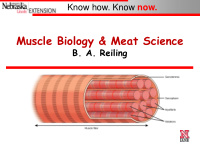 muscle biology meat science