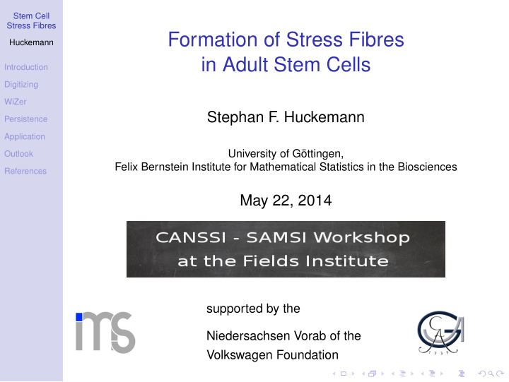 formation of stress fibres