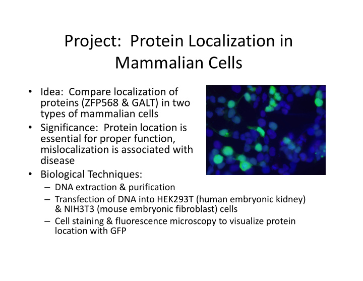 project protein localization in mammalian cells
