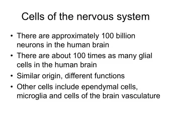 Cells of the nervous system  There are approximately 100 billion  neurons in the human brain
