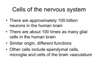 cells of the nervous system