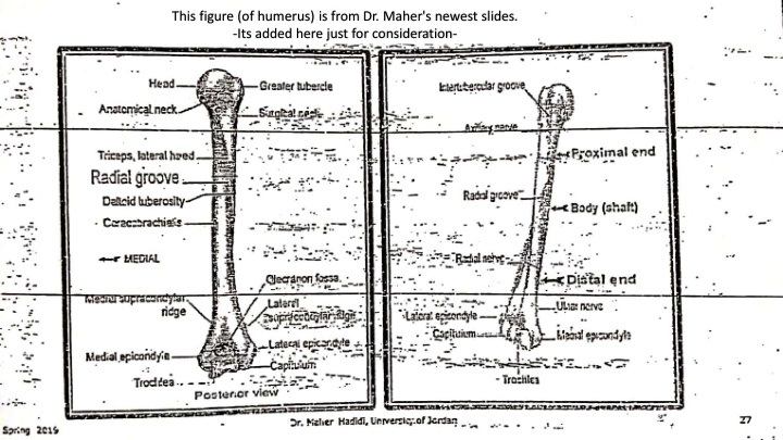 this figure of humerus is from dr maher s newest slides