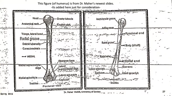 this figure of humerus is from dr maher s newest slides
