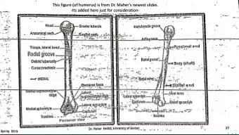This figure (of humerus) is from Dr. Maher's newest slides.  -Its added here just for