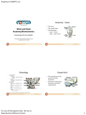 Anatomy - Hand  www.vompti.com  The wrist  The metacarpals  Wrist and Hand  The Phalanges