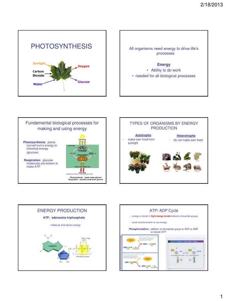 photosynthesis