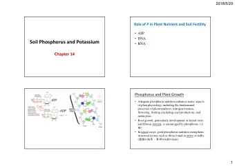Soil Phosphorus and Potassium  RNA Chapter 14  1  2 Phosphorus and Plant Growth  Adequate