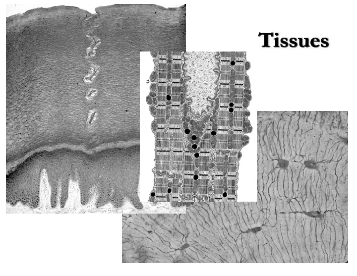 tissues tissues