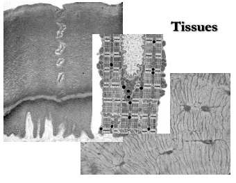 Tissues  Tissues Cells work together in functionally related   groups called tissues How is this