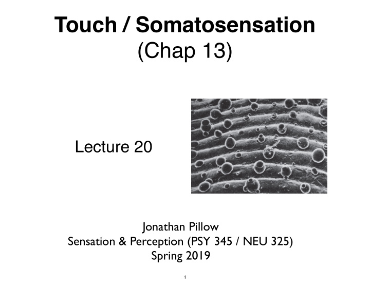 touch somatosensation chap 13