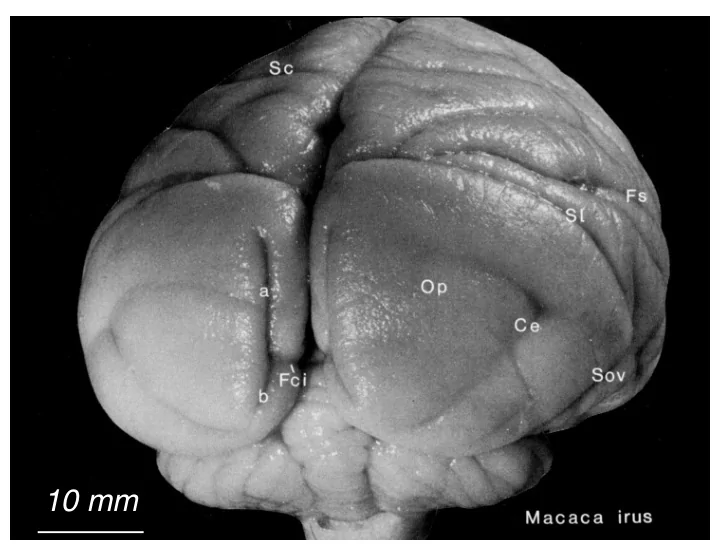 10 mm cytoarchitecture and function
