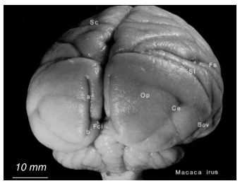 10 mm  Cytoarchitecture and function  layer 4: input  layer 5: output  Motor cortex: expanded layer