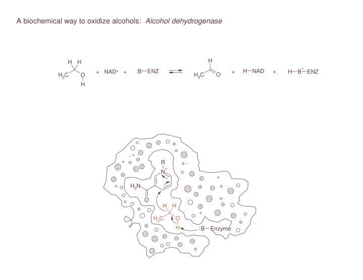 a biochemical way to oxidize alcohols alcohol