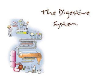 The Digestive  System Overview of the Digestive System  Organs are divided into two  groups