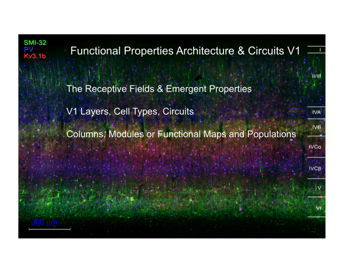 functional properties architecture circuits v1