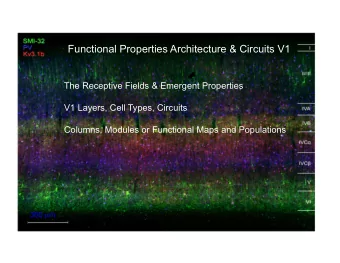 Functional Properties Architecture &amp; Circuits V1  The Receptive Fields &amp; Emergent