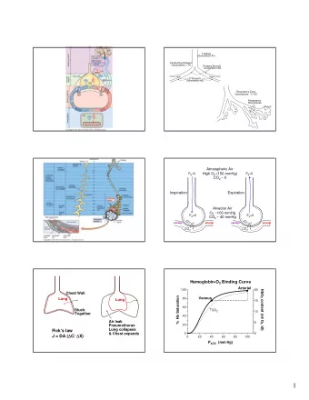 1  Inspiratory  Inspiratory  Reserve  Capacity P O2 =100 mm Hg P O2 =100 mm Hg O 2 O 2 14 ml O 2