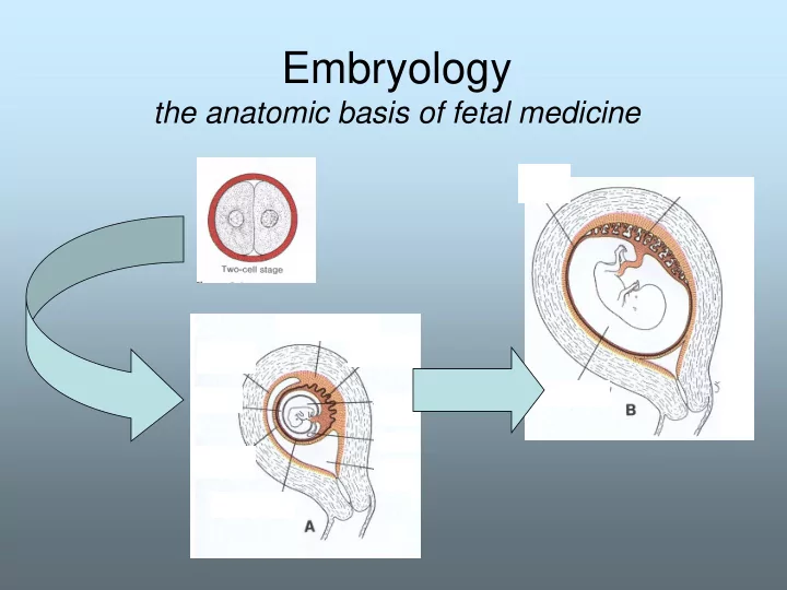 embryology